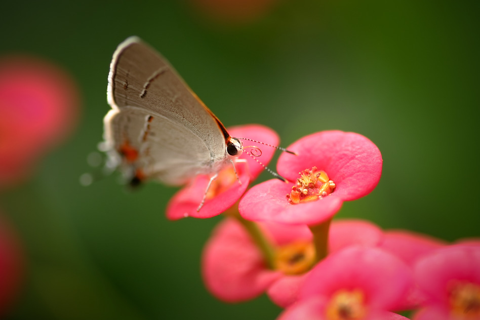 Butterfly Scouting